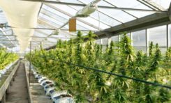 How Smart Technology is Creating Profits for Cannabis Growers