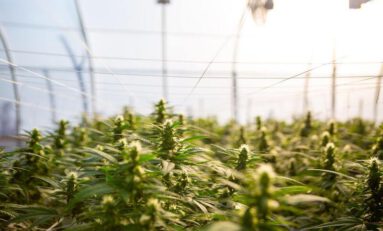 California Governor Signs Bill to Legalize Hemp in Food and Supplements