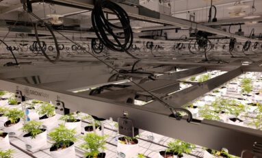 Finding Lighting Solutions for More Than Just Your Grow