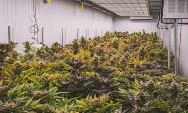 Amnesia Haze Cannabis: Six Tips for Growing