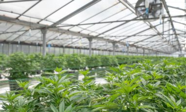 500,000 Jobs Created in U.S. and Canada From Legal Cannabis Industry