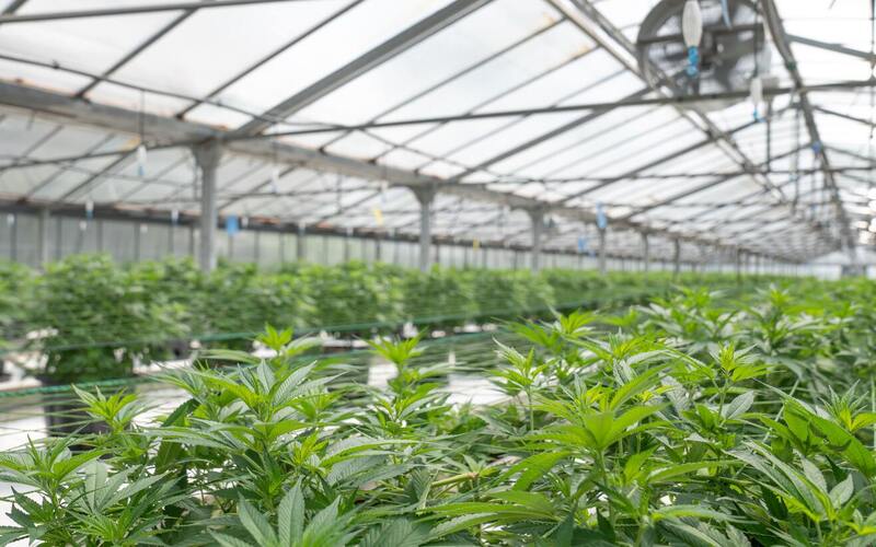 500,000 Jobs Created in U.S. and Canada From Legal Cannabis Industry