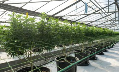 Spotlight on Washington State's Thriving Cannabis Tech Zone