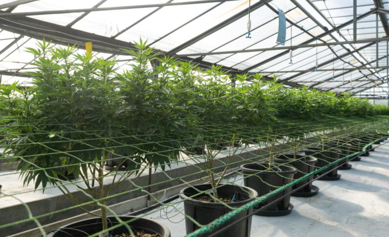Spotlight on Washington State's Thriving Cannabis Tech Zone