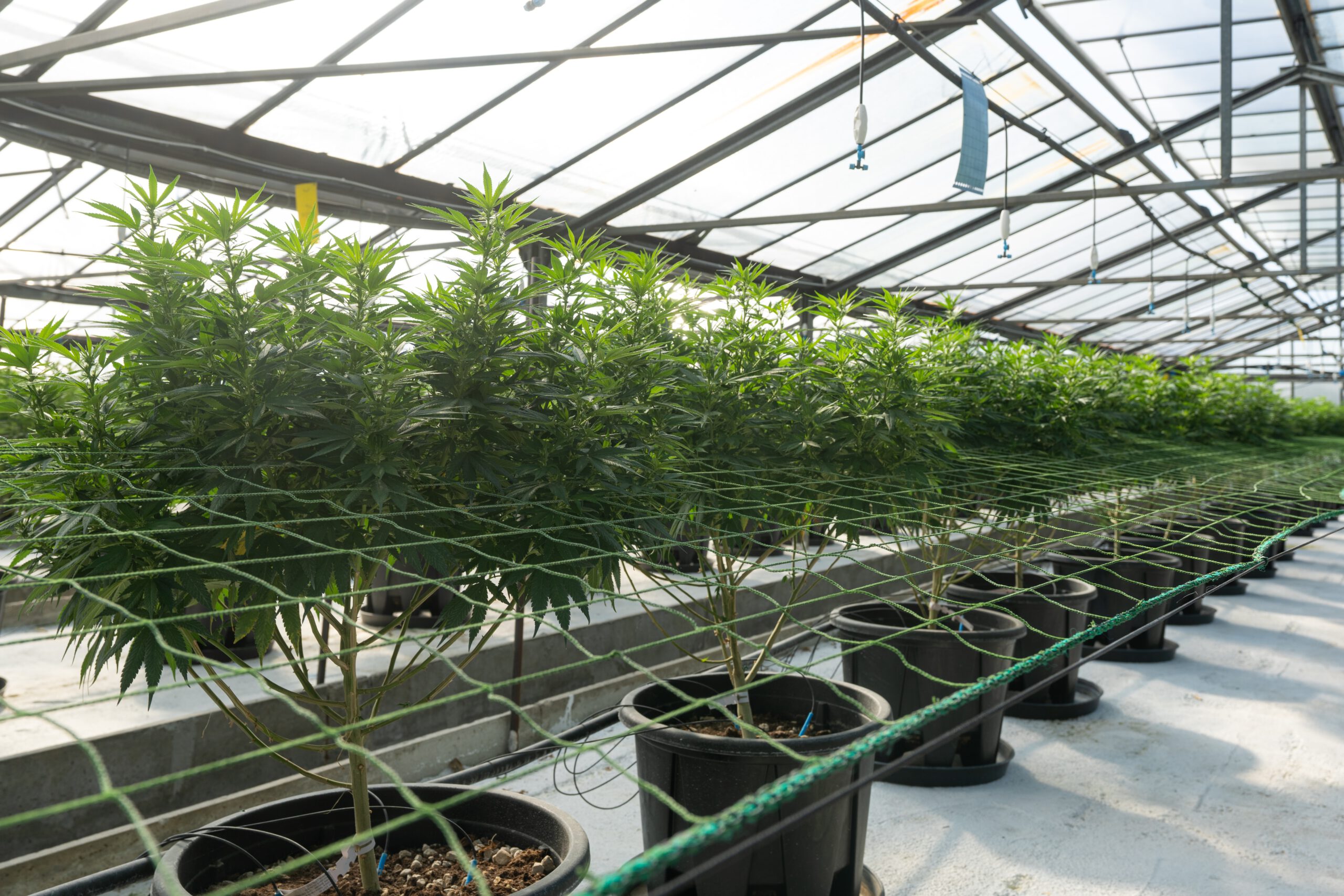 Spotlight on Washington State’s Thriving Cannabis Tech Zone