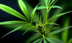 Scientists Boost THCA Yield Using New Grafting Method