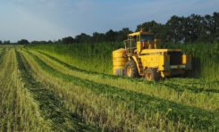 Sardinia Cleaning Polluted Land With Hemp Crops￼