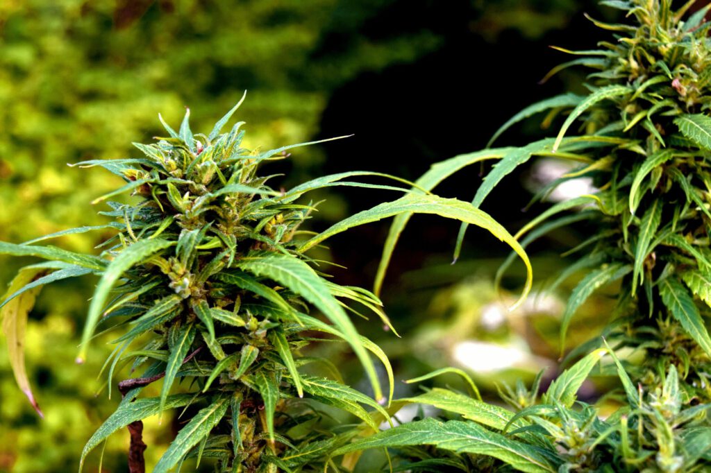 beginner grow guide cannabis indoor how to grow weed