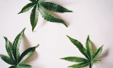 Top 20 German Cannabis Firms to Watch in 2022