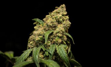 Are More Potent Cannabis Strains on the Way?