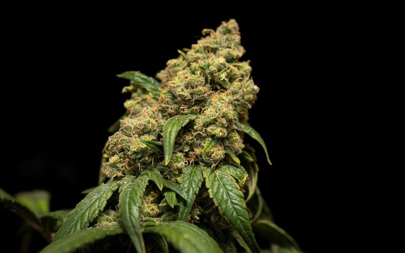 Are More Potent Cannabis Strains on the Way?