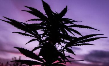 UN Drug Report on Environmental Impact of Cannabis Legalization