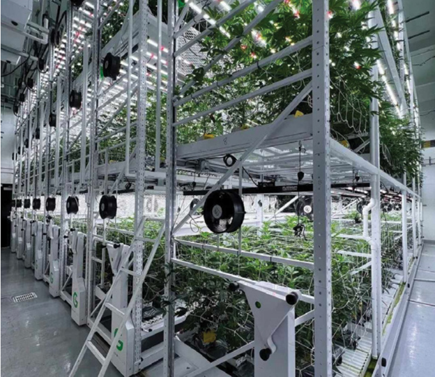 cannabis cultiavtion sustainability maximize space carbon footprint