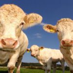 New Study: Hemp Increases Cow Health and Reduces Stress