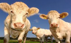 New Study: Hemp Increases Cow Health and Reduces Stress
