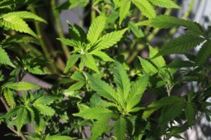 cannabis home cultivation