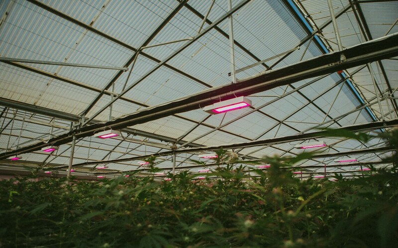 High-Tech Greenhouses Offer a Sustainable Solution for Cannabis Growers