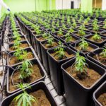 Tech Co. Akerna Leaves Cannabis, Curaleaf Abandons Three States