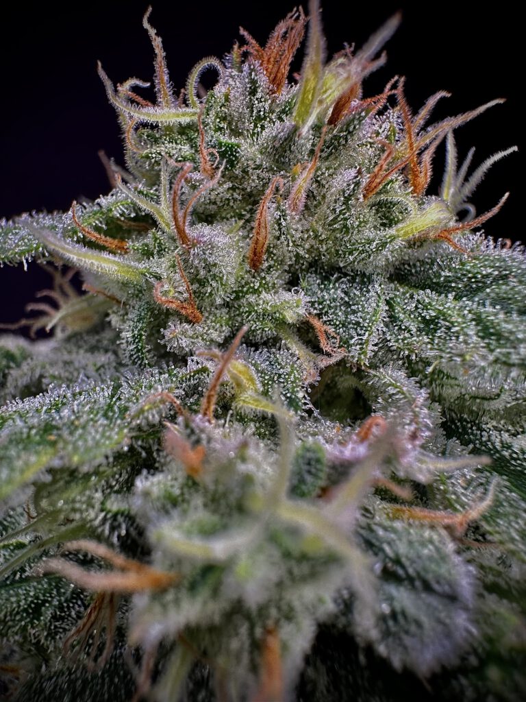 Modern Breeding Techniques Are Spurring an Autoflower Evolution