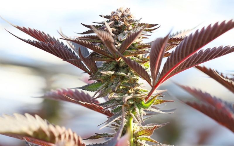 Cannabis flower grows outdoors