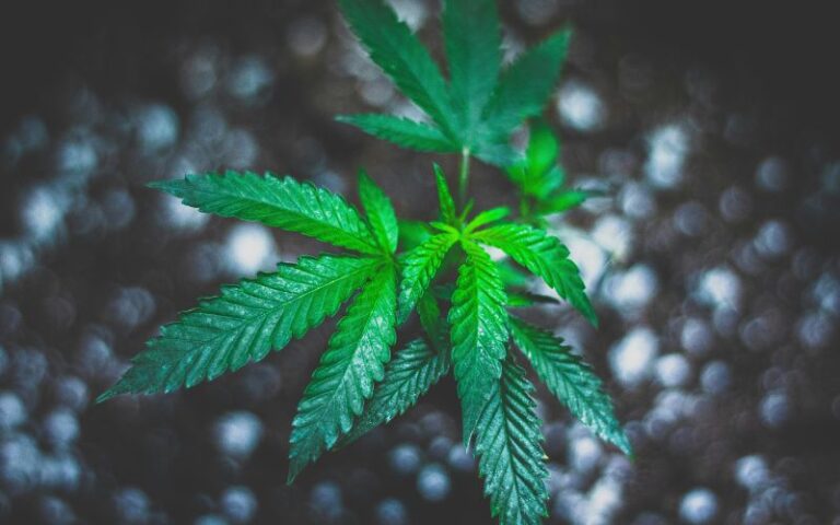 Cannabis flowers in front of black background