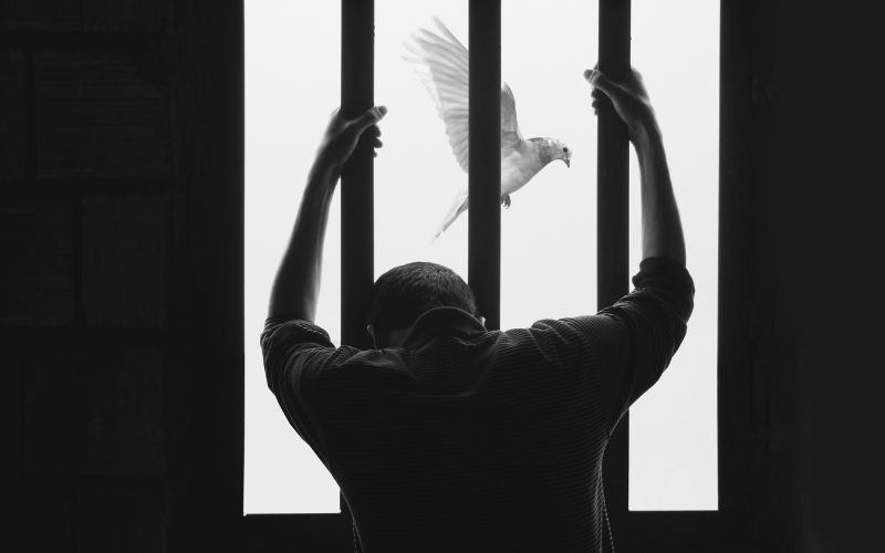 A prisoner looks out from behind bars. A bird flies in the air.