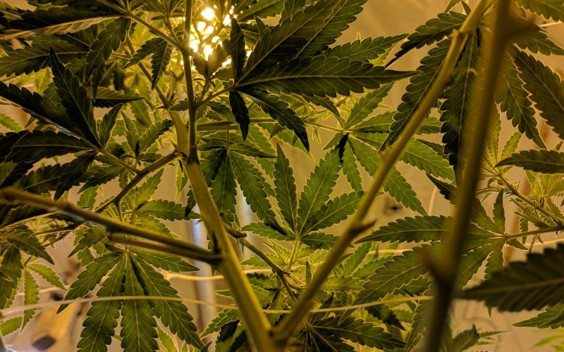 Cannabis plants in a grow operation under lights