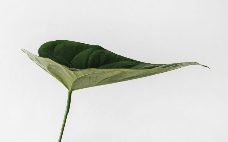 Leaf against a white background