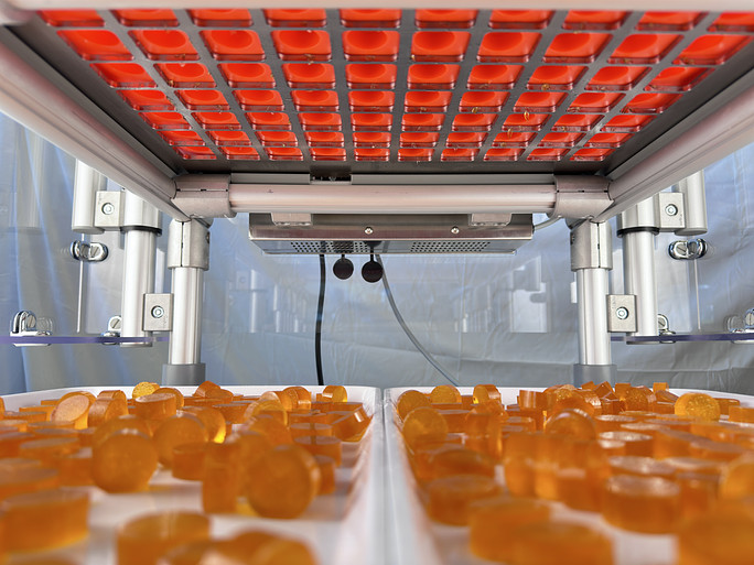 orange truffly made gummies drying on an industrial oven rack