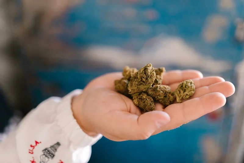 a handful of cannabis buds