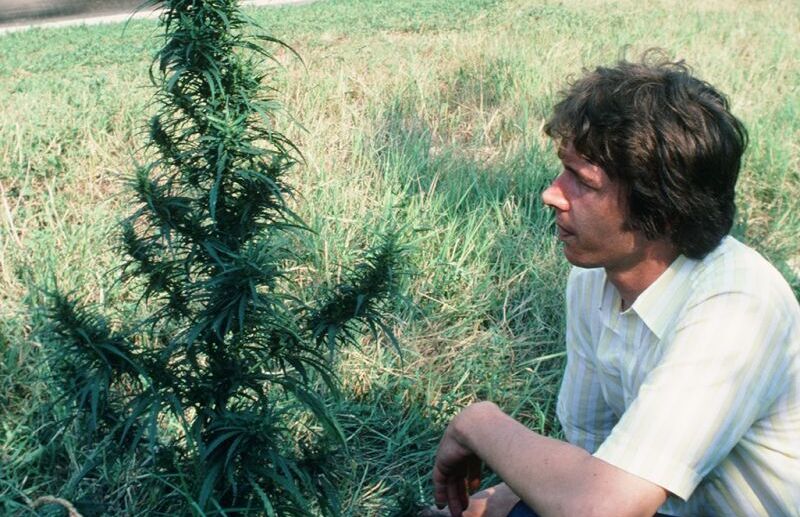 Electric Haze: Why Real Sativas Refuse to Rush  Cannabis & Tech Today
