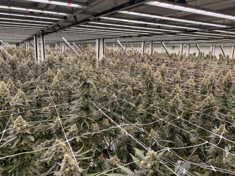 Why Architectural Clarity Has Become Essential for Cannabis Operators