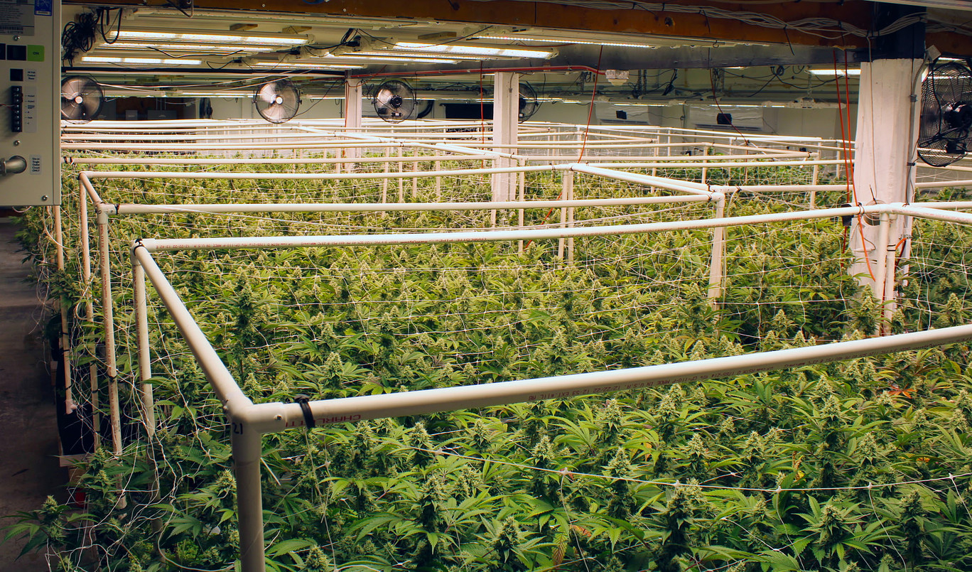 Why Craft Cannabis Stays Small