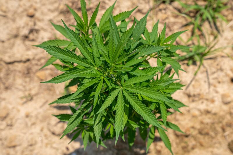 image about America at 250: Why Hemp Deserves a Place in the Nation’s Next Industrial Chapter