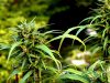 beginner grow guide cannabis indoor how to grow weed